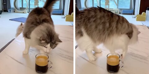 Cat Hilariously Thinks Coffee Is Poop