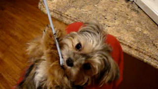 Talented Dog Brushes His Own Teeth