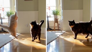 Kitten Attempts Adorable Sneak Attack On Adult Cat