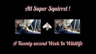 A Twenty-second Week In Wildlife - All Super Squirrel !