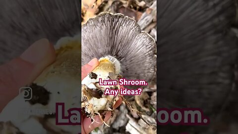 🍄 Lawn shroom. Any idea what it is? #natureshorts #outdoors #naturelovers #reels #mushroom