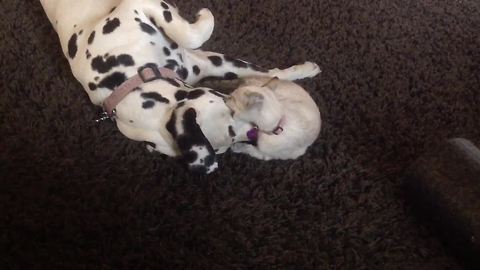Kitten uses Dalmatian as personal chew toy