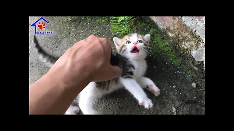 CUTEST BABY KITTEN LEARNS ITS FIRST LESSON TO BE A CAT !!!