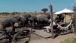 Wild Elephants Drink Water From Pool In Front Of Campers