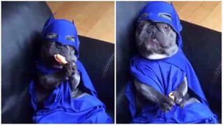 This bulldog dressed as Batman is the best thing you'll see all day