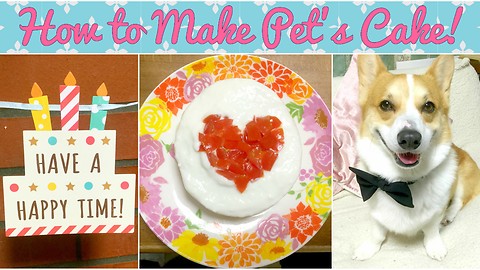 Super Easy & Cute Cake for Dog Recipe Video!