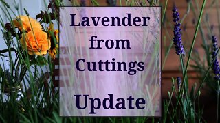 Lavender from Cuttings Update