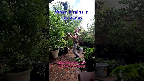 When it rains in Las Vegas #shorts #viral #rain #lasvegas #gardening #happy #raining #nature