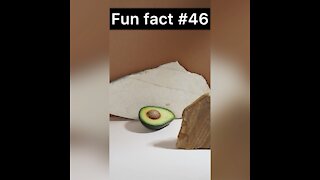 How many gallons of water needed to grow one avocado?