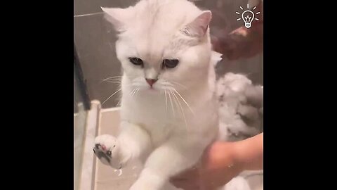 Spa day for kitty! 😻