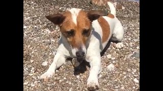 Excited pup howls with rock in his mouth