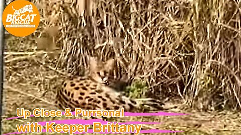 Big Cat Rescue LIVE Q&A with Brittany at Big Cat Rescue 01 22 2023 ~ Happy Birthday Nala serval!