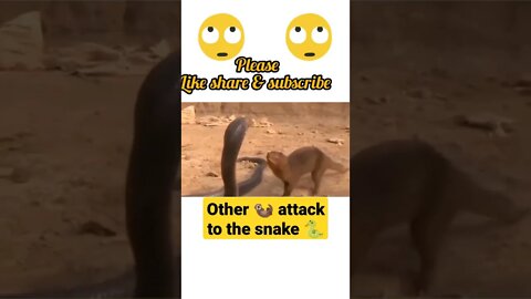 Otter 🦦 attacked to the snake 🐍2022🐍#shorts #youtubeshorts