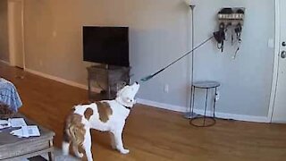 Dog knocks down wall hanging holder