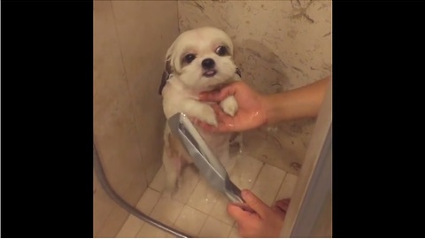Dog's shower routine is too cute for words