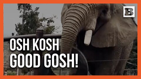 Osh the Elephant Conquers Challenge of Pulling Tire from Compost