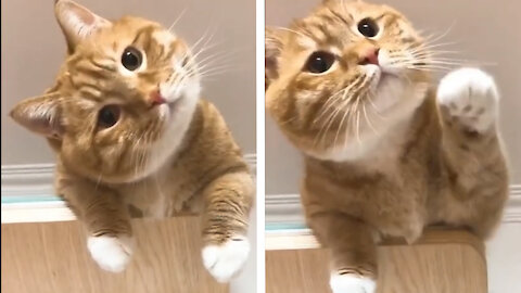 cat reacts on food churning