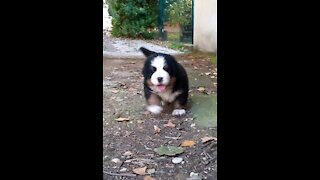 Cute puppy comming to say hello