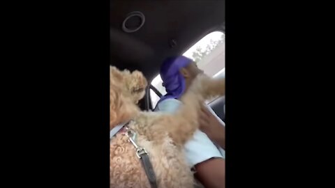 Furious struggle of a poodle with a man