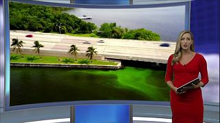 Florida's Governor responds to algae spreading across the Southwest Florida area