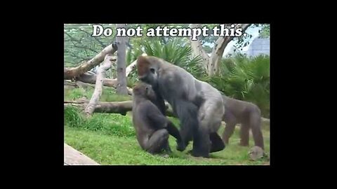 Gorilla vs Chimp? Ape Attacks