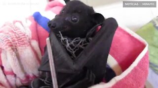 Morcego fica preso em rede mas é salvo por resgate de animais