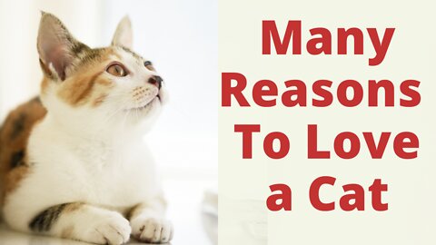 Many Reasons For You To Love a Cat. Why Do I Love Cats So Much? How Cats Make Us Better Humans.