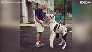 Quando il tuo cane è gigante bisogna stare attenti