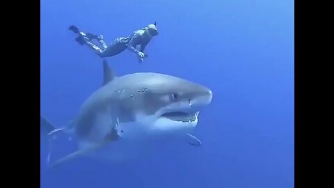 first date without commitment white shark