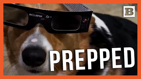 Prepped! Corgis Model Eclipse Glasses Ahead of Total Eclipse