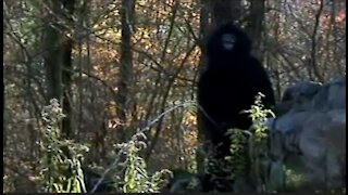 BIRDWATCHER'S LEAKED BIGFOOT FOOTAGE