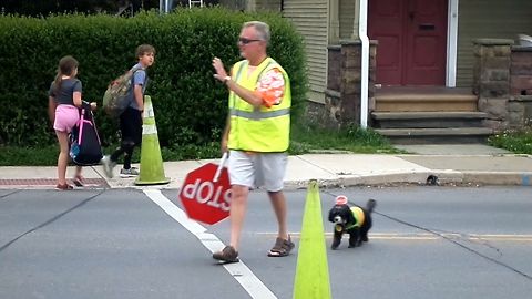 This Community Cross Walk Guard Is A Dog