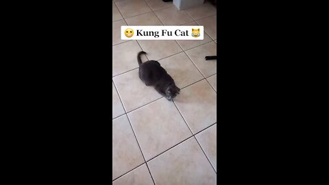 Kung fu cat 1