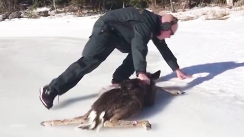 Adorable Baby Deer and Coast Guard Rescuer Scramble to Get Off Ice