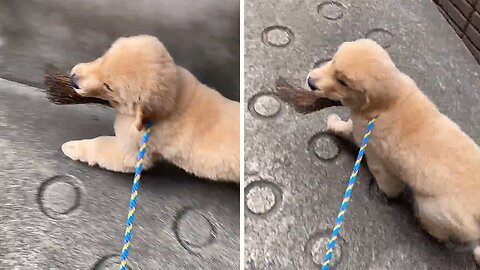 Sneaky Golden Retriever Puppy Steals Broom And Does A Happy Dance