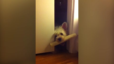 Adorable Dog Can't Fit A Stick Through The Door