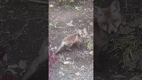look at how much they've grown #foxes #animalshorts #cuteanimals #cutefox #foxesofinstagram
