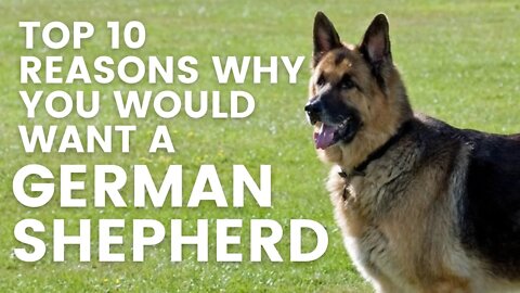 2023 New Top Ten Reasons Why You Would Want a German Shepherd