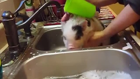 Mini Pig Can't Escape Bath Time Fast Enough