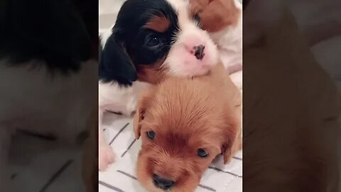 Little nuggets are 3 weeks old! #puppylove #puppy #cavaliers #newbornpuppies #puppies