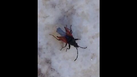 Shocking Dangerous insects walking in my garden