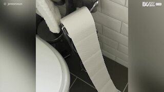 Guilty puppy caught chewing up toilet paper!