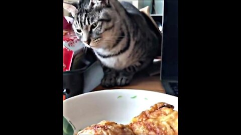 The moment cats eat