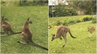 Søt kangurubaby besøker denne familiens hage