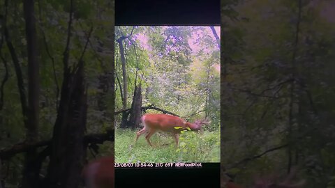 Droptine Buck! #whitetailhunting #deer #deerhunting #hunting
