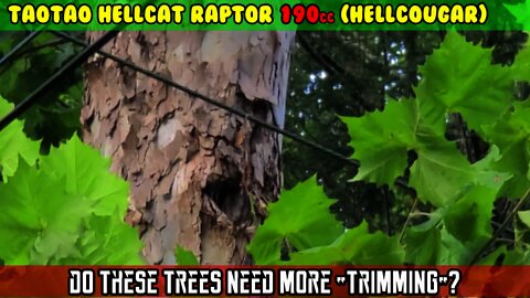 (E27) A ride to parts store on the Hellcougar . Do these trees need more “trimming”?