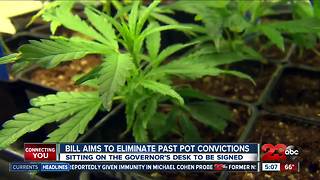 Cannabis convictions