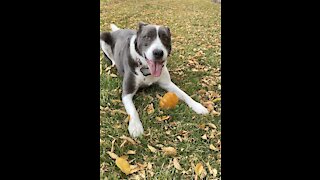 Dog cannot get enough of his squeaky toy ❤️