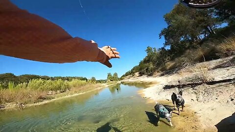 FLYFISHING with my #australiancattledog #dog #fishing #flyfishing #bass #fish #pets #shorts #river