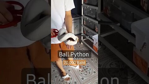 #Only #Five #Ball #Python in #Thailand